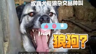 血仇清算！牧羊犬鎖定狼羣老巢，狂暴復仇撕碎宿敵#top  #世界之最 #动物 #動物 #災難 #灾难 #腦洞大開 #美國 #灰熊#狼群 #北大村庄#可可西里#