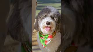 “Is my pet normal?” Ask 24/7 with Banfield’s live chat, included with Optimum Wellness Plans®
