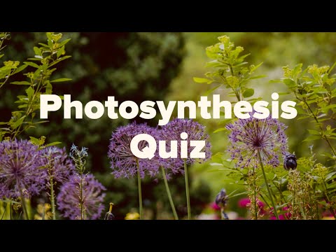 Photosynthesis Quiz