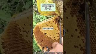 《裝窮扮豬，我真富打狗》戀愛爽文。竹馬喜歡玩扮窮游戲，不僅如此，他還要求我和他一起扮窮！完結嚕。#爽文 #小說 #一口氣看完  #聽書 #听书  #完结文