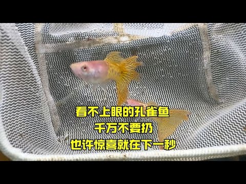 看不上眼的孔雀鱼，千万不要扔，也许惊喜就在下一秒
