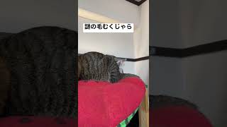謎の生き物現れる #猫のいる生活 #なんじ君 #おぬしちゃん #猫の日常