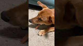 〔雑種犬〕何を見てるかなぁ？大好きな◯◯◯(^ ^)