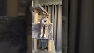 Snowball and her leg hanging She does this all the time!#cat #kitty #kitten #funnycats @roxythecat15