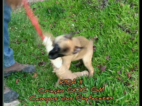Pastor Belga Malinois criação GOC GM Campos - CANIL PATAS PRETAS - CPP#09.