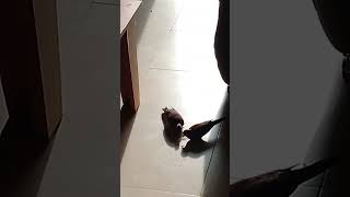 Nigerian pigeons feeling safe to enter our house in Nigeria and eat. a must watch