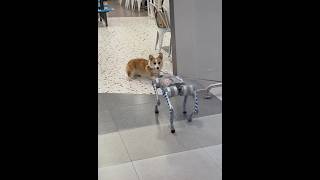 And now a robot pet !!!