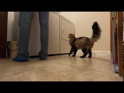 Hungry Cat