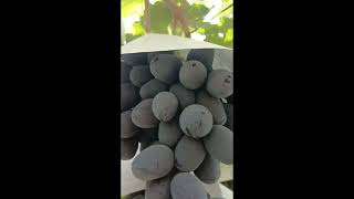 grapes