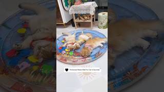 Water mat for cat, link is on bio #cat #petkit #petsupplies