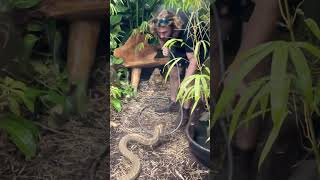 #snakes #snakebites #snakesofinstagram #snakehead #snakeskin #snaketattoo #snakesofig #snakelover