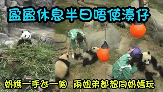7月19日 盈盈上午享受Metime奶爸投餵竹筍，奶媽幫細佬清掃廁所，陪家姐細佬玩#panda #babypanda #熊貓家姐細佬 #熊貓加加得得
