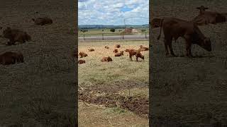 Cattle farming in SA   #boer #farming #eartags #duratgas #beeste #agriculture #howtofarminSA #plaas