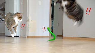 [ENG SUB] The funny reaction of cats who saw a toy snake!