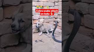 cobra snake attack on baby 🐕 dog 😭😭😱|| #shortsvideo #viral #shorts