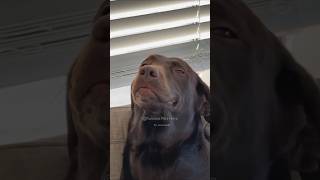 #112 Funniest Cats And Dogs videos 🐶🐱 #funny #animals #cuteanimals