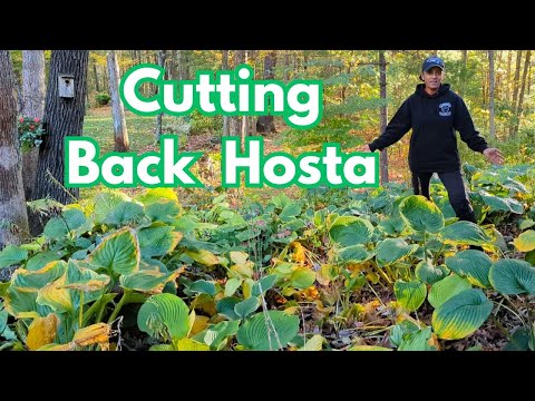 How & Why To Cut Back HOSTA in FALL