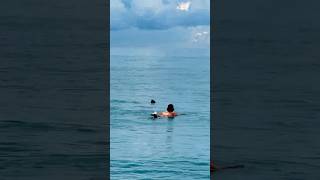 Close encounter 😱 🦈? 7.24.25 #beach #ocean #marinelife #spottedeagleray #swimmer