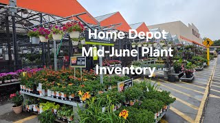 Home Depot Mid-June Plant Inventory.  Shrubs, Perennials and Annuals