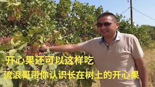 开心果还可以这样吃？---流浪哥带你认识长在树上的开心果。