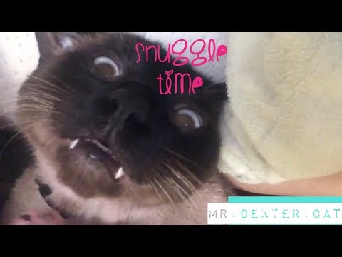 SIAMESE CAT CUDDLING AND HAPPY (kneading cat)