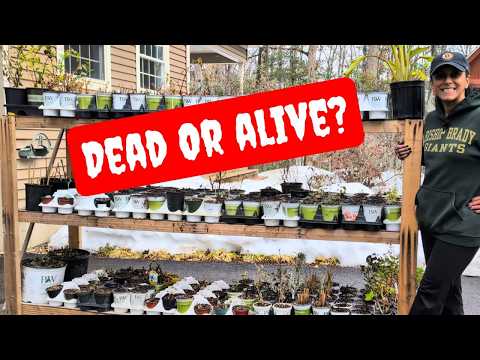 Overwintering Plants In My Garage Update |  Garden Hacks || Budget Gardening