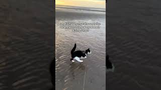 living his best life~  #cat #catlover #kitten  #kittens #dancingcat #zxycba  #fypシ