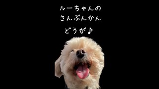 ルーちゃんの3分間動画① 【関西弁でしゃべる犬】#1 Luke's 3-minute video【Dog talking 】