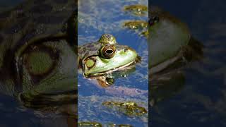A frog is just a frog.