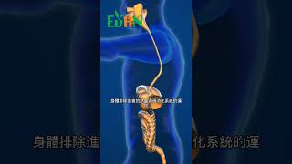 消化系統將食物分解並吸收營養物質，同時排除不需要的代謝產物#艾門享受健康計畫 #飲食計畫 #減肥 #瘦身 #健康  #蔬果漾 #優菌多 #亮妍肌漾