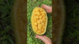 Ripe Chempejack