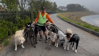 DOGEX: Passing Dogs and Scooping Your Doos