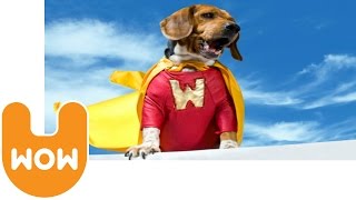 Top 5 Heroic Dogs