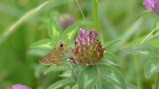 Straight Swift Visiting Red Clover in the Rain イチモンジセセリが雨天ムラサキツメクサを訪花