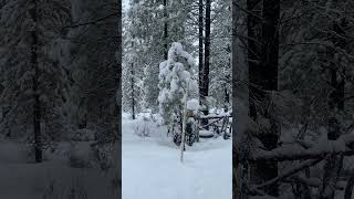 Little Birds in the snow. #offgrid #nature #wintersurvival #wintermountains #snow #mountainsurvival