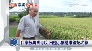 田邊小解被「蛇吻」　衰男14天內兩度遭咬｜三立新聞台