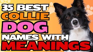 35 Best Collie Dog Names with Meanings 🐾🐕 | Unique & Heartwarming Names for Your New Companion!