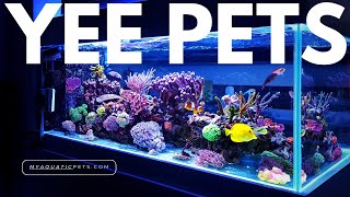 Unleashing Excellence in Pet Products: Discover Shandong Meiyi Aquatic Products