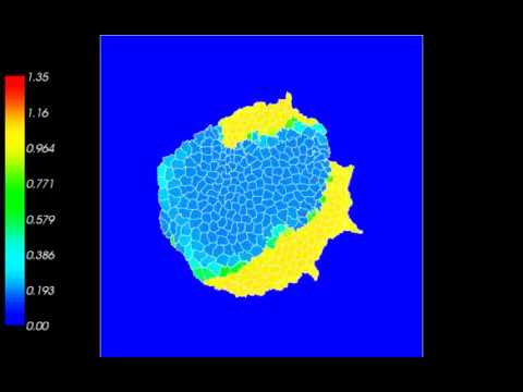 Cellular Potts Model Rho GTPase Synchrony (Medium Adhesion)