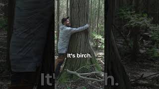 The Oldest Birch Tree I've Ever Seen #bigtree #temagami #treehugger