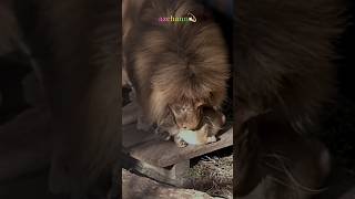 子守りは俺流！旭山動物園ライオン💝Lion Dad Meets His Cubs for the First Time! #shorts  #lion #baby