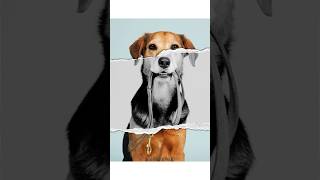 Create Ripped Paper Effect In Canva #canva #tutorial #canvatips #canvahack