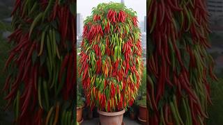 Harvesting more Chilies 🌶️ With New Chili tree planting Methods! #satisfying #garden #farming