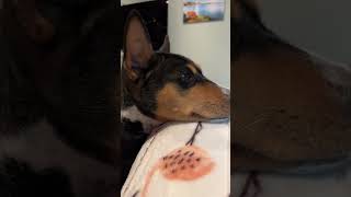 Basenji wishes you a wonderful day #barkless ￼
