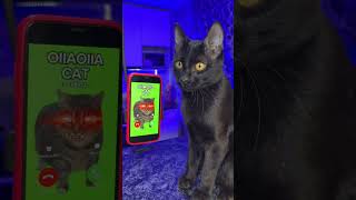 OIIAOIIA EXE is calling me 🙀 #pets #funny #cat #shorts #oiiaoiiacat #oiiaoiia #oiiaexe #horror