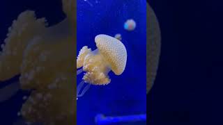 Jellyfish | Exploring the World of Animals | Part 3 | Epic Nature #shorts #epicnature #jellyfish