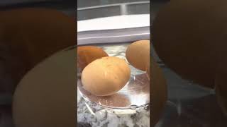 Egg Float Test