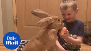 Adorable moment kid and giant rabbit share an apple - Daily Mail