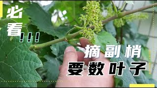 庭院葡萄摘梢技术，这样一个小操作，扭一扭，葡萄果大汁又甜！
