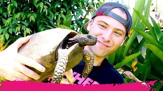 Surinamese GUEST HOUSE TOUR with Yellow Foot Tortoises | Paramaribo, Suriname